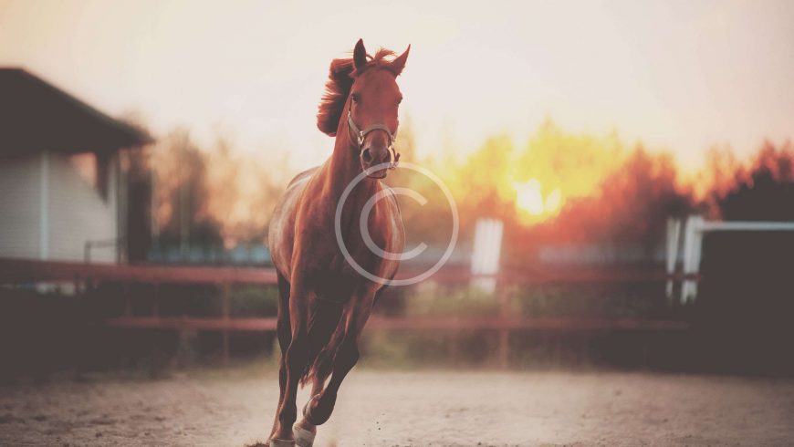 Designing Jumps to Prevent Horse Accidents